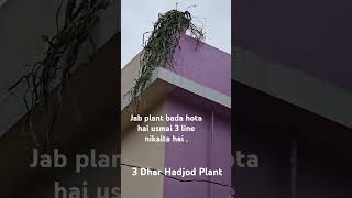 3 Dhar Hadjod Plant [upl. by Enimsaj]