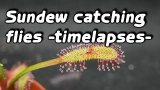 Timelapses with sundew Drosera capensis pt26 [upl. by Nelia]