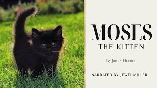 Moses Kitten By James Herriot [upl. by Tteltrab]