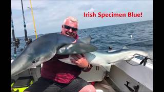 Catching Big Blue Sharks off Cork Harbour Ireland [upl. by Obmar]