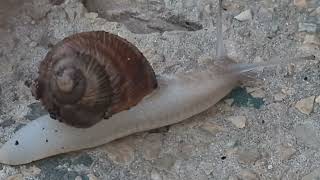 שבלול רומי זוחל Helix pomatia [upl. by Lowney]