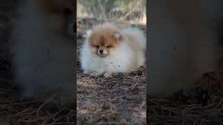 Teacup pomeranian  cute mini pomeranian pomeranian poms pom pomspitz [upl. by Hanima470]