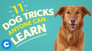 11 Dog Tricks Anyone Can Learn  Chewy [upl. by Enyawd643]