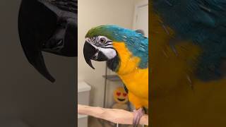 Macaw pin feathers opening and preening – How long does it take to grow parrot birds [upl. by Ynnod650]