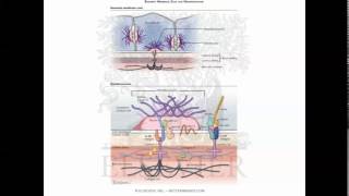 bullous dermatoses [upl. by Goraud23]