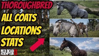 Red Dead Redemption 2 Thoroughbred HORSE LOCATION amp ALL COATS amp STATS GOOD HORSE GUIDE [upl. by Aymer220]