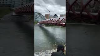 Peace Bridge  Calgary Alberta Canada [upl. by Baptist966]