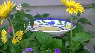 How to Make a Butterfly Feeder [upl. by Upshaw]