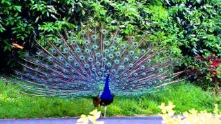 Peacock  Peafowl call [upl. by Rhonda851]