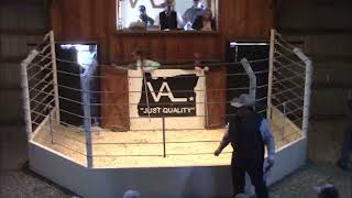 VAL Charolais Just Quality Bull Sale 2152022 Broadcast on LiveAuctionsTV [upl. by Braden]