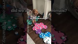 Talking Dog Sees 200 Talking Dog Videos on My Channel talkingdogs dogmom [upl. by Mccollum]