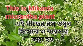 Most important amp beautiful plant  Mikania micrantha Sokherbagania [upl. by Randee924]