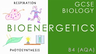 BIOENERGETICS  Respiration amp Photosynthesis  GCSE Biology AQA Topic B4 [upl. by Liagibba]