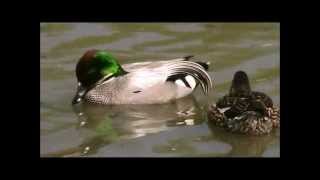 Falcated Duck [upl. by Bushey]