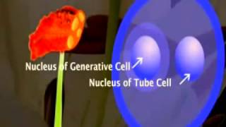 Development of the Male Gametophyte and Pollen in Flowering plant [upl. by Narok432]