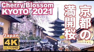 4K Japan Kyoto Cherry Blossom（sakura 2021 京都の桜 満開 花見 京都観光 旅行 案内 清水寺 嵐山 醍醐寺 二条城 鴨川 東山 背割堤 木屋町 日本の桜 [upl. by Aihsema]