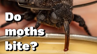 10 most asked questions answered Deaths Head Hawk Moth [upl. by Drareg]