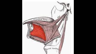 function of genioglossus muscle [upl. by Cirdek]