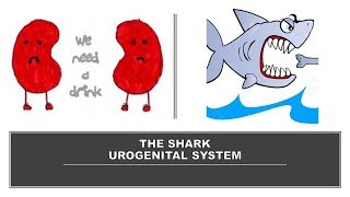 THE SHARK UROGENITAL SYSTEM [upl. by Anilrahc]