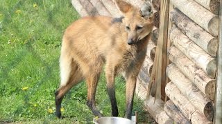 Manenwolven  Loupes à crinière  Maned wolves  Monde Sauvage Aywaille [upl. by Elisabetta]