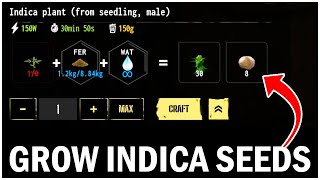 How to Grow Your Own Indica Seeds  Drug Dealer Simulator 2 Tips and Tricks [upl. by Annaul]