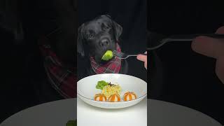 I accidentally dropped my dads fork Black Labrador The daily life of a silly dog [upl. by Dare]