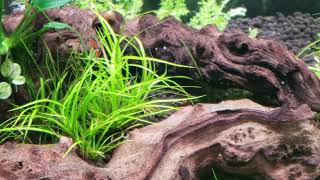 Rotala Wallichii juncus repens pinnatifida Cinematic only [upl. by Drofnelg]