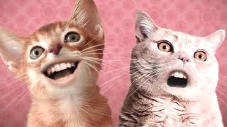 Singing Cats  Numa Numa Cat 10 hours [upl. by Raymund]