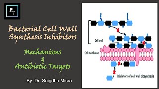 Why Penicillin is more effective on Gram Positive Bacteria Compared To Gram Negative Bacteria [upl. by Amathiste]