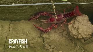 2022年7月13日 Crayfish fighting ザリガニ 가재 [upl. by Ettegroeg450]