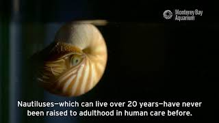 Chambered Nautilus Are Hatching At The Aquarium [upl. by Tamarra174]