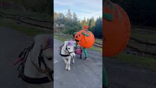 Driving my pony in a BIG PUMPKIN costume🎃😱 shorts halloween funny pony [upl. by Ellezig]