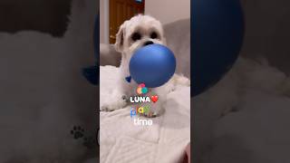 🐾PLAYTIME ❤️shichon zuchon teddybeardogs cutedog playtime dog teddydog shortsdog doglife [upl. by Khalil]