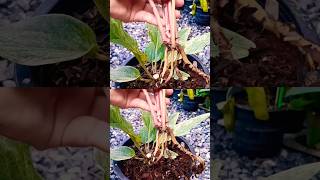 How to propagate Anthurium Variegated วิธีขยายพันธุ์ต้นโชคเก้าชั้นด่าง [upl. by Stephani]