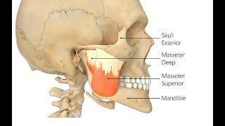 Two Minutes of Anatomy Masseters [upl. by Auqinet147]