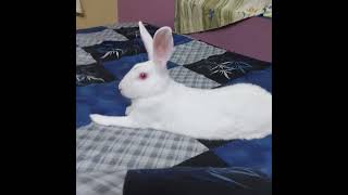 Baba jokhon amake jalay rabbit playful funny cute lazyboy [upl. by Nixon]