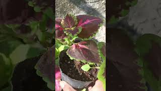 GROWING COLEUS FROM SEED plantlove plants [upl. by Hizar]