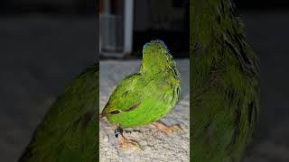 Blue Faced Parrot FinchBird Hen On A Carpet Floor [upl. by Brear]