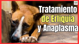 TRATAMIENTO DE EHRLICHIA Y ANAPLASMA EN PERROS LA ENFERMEDAD DE LA GARRAPATA [upl. by Darell797]