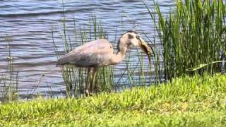 Alligator Eaten by Great Blue Heron [upl. by Ennovaj]