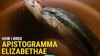 How I Bred Apistogramma Elizabethae at Home [upl. by Eyllom486]