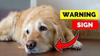 Does Your Dog Feel Neglected 10 Red Flags Every Owner Should Know [upl. by Gnilrad517]