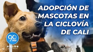 Adopta una mascota en el Centro de Bienestar Animal ¡Dale un hogar a un amigo fiel [upl. by Jemmie]