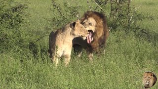 The Most Successful Lion Pride In Kruger National Park  Watch Them All [upl. by Rhoda]