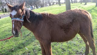 Abandoned neglected foals amazing transformation as racehorse companion [upl. by Yllehs]