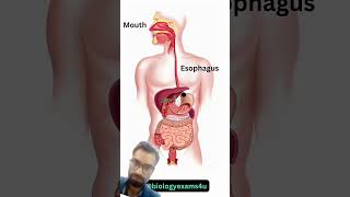 Digestive System Animation  How Food moves through the Digestive System [upl. by Constantine645]