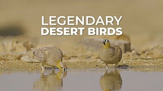 Exploring the Legendary Birds of the Negev Desert [upl. by Lenno]