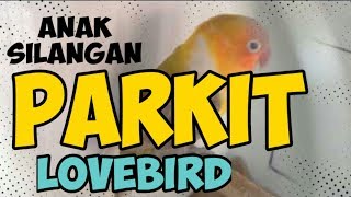 KOK JADI GINI YA Inilah hasil kawin silang burung parkit dan lovebird anaknya bikin heran [upl. by Adiasteb]