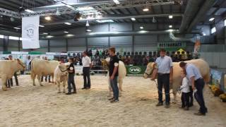 LYSA 2016 CHAROLAIS JUNIOR 2 [upl. by Winona]