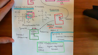 Receptor Tyrosine Kinases Part 7 [upl. by Sheng162]